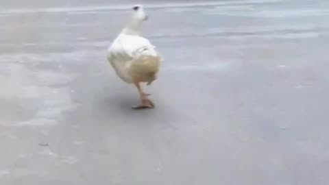 Funny duck