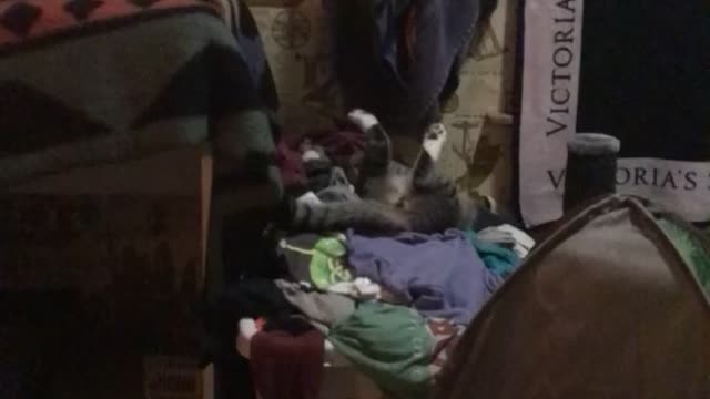 Cat plays in laundry bin