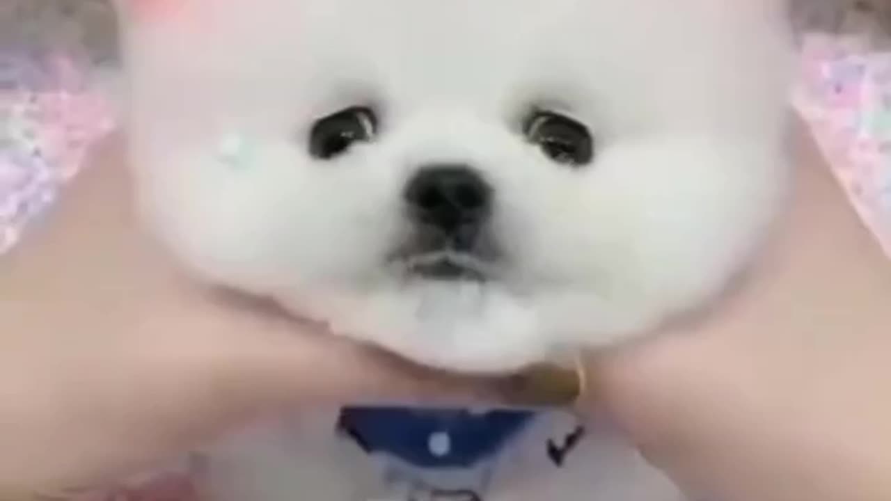 Cute puppy playing with baby