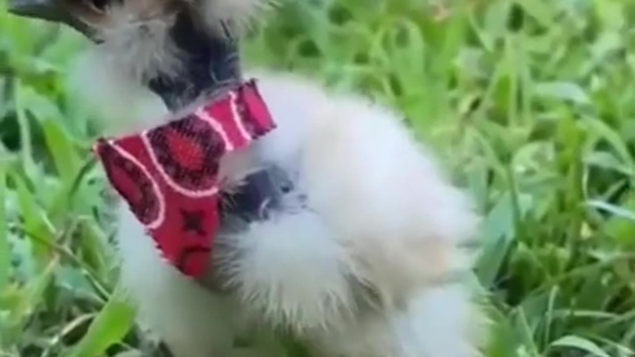 Funniest Cats And Dogs Video 136