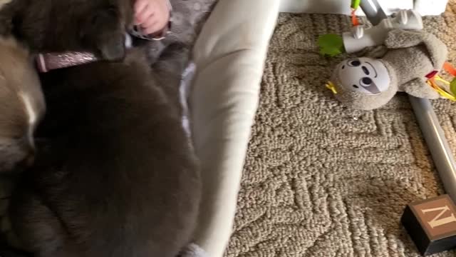 Baby Swings With Puppy Pals