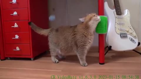 Interesting toy for cats