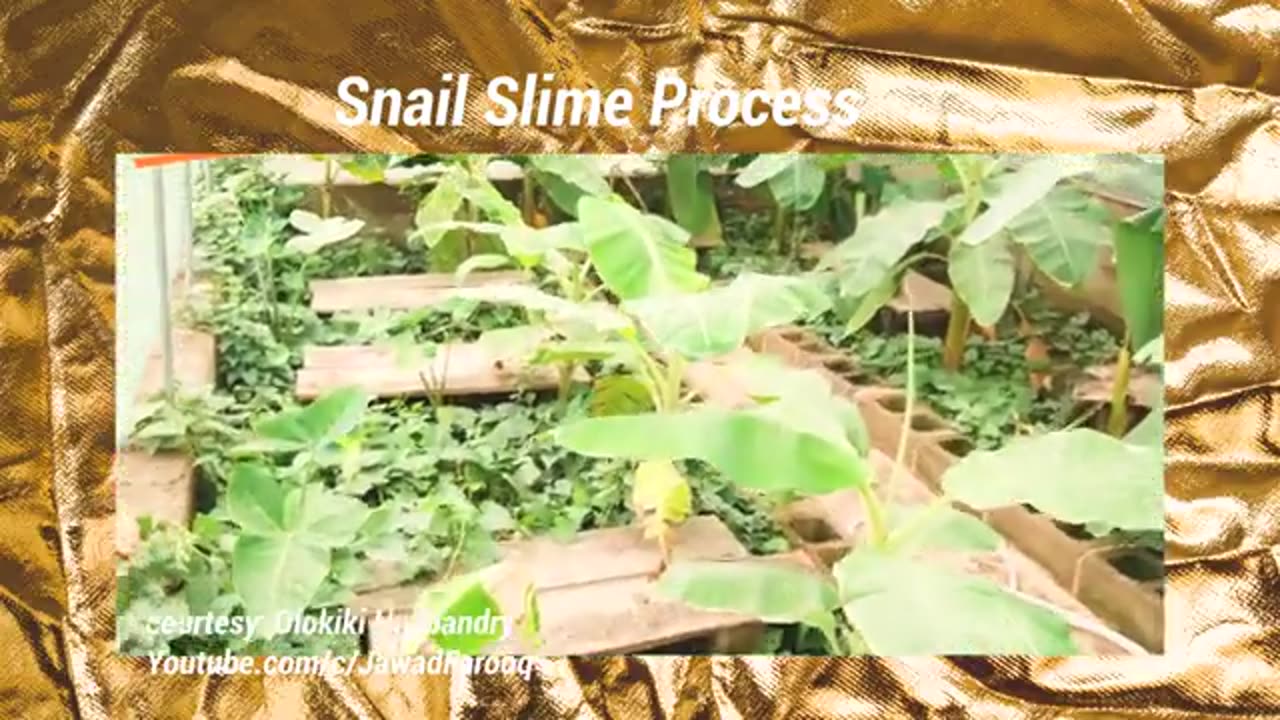 Better_than_Gold%2C_Snail_Slime_in_Pakistan