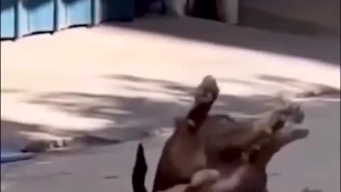 Animals are natural funny 😄