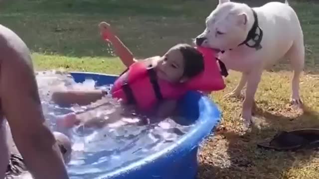 The pool is a dangerous place, get out!😳 |funny dog video