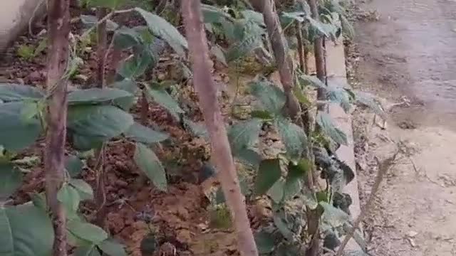 Home grown green organic vegetables