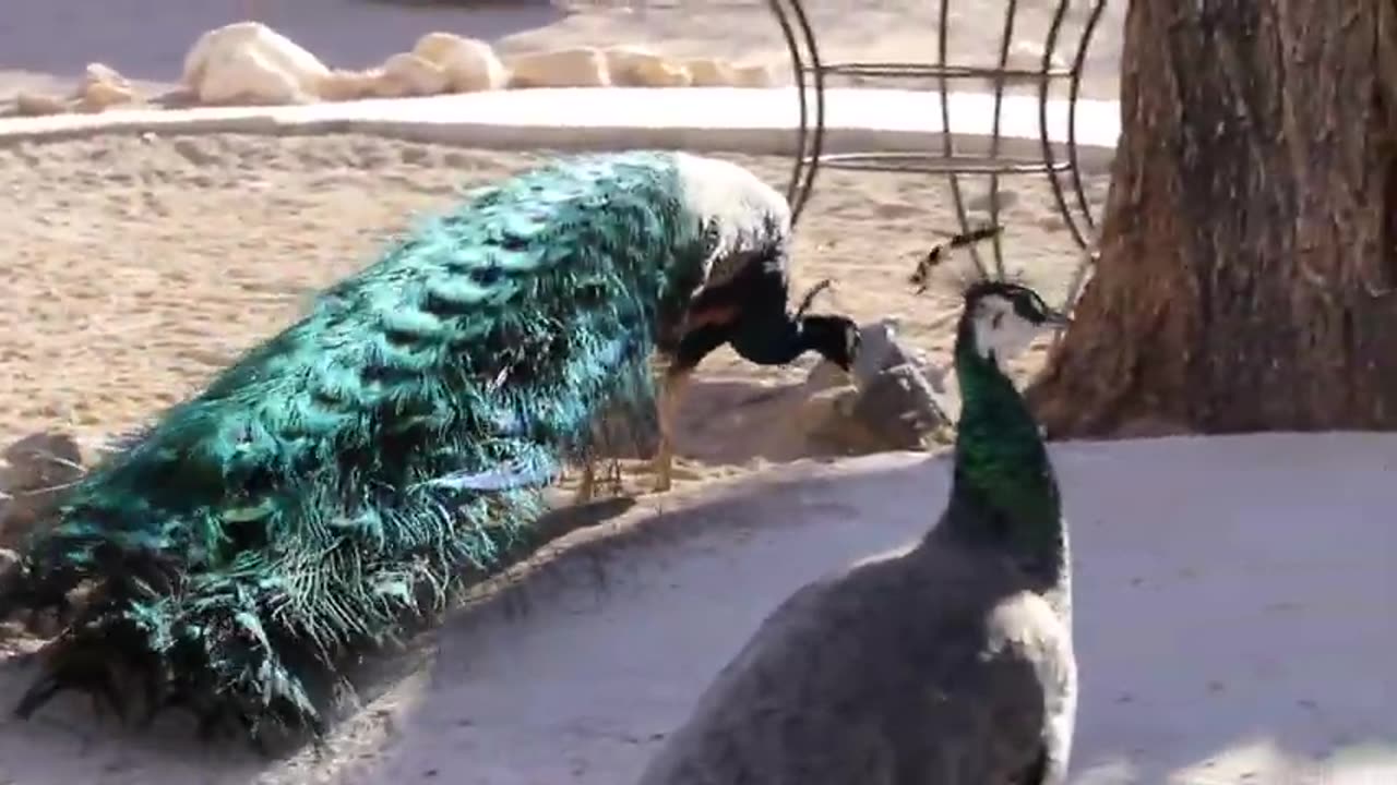 Peacocks.