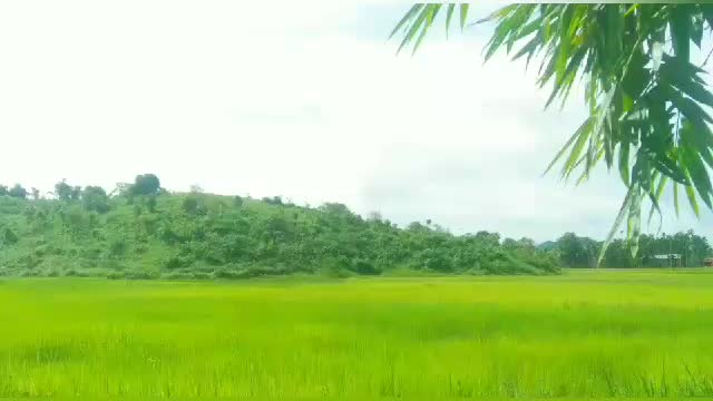 Beautiful Nature of Rural Green Land & Landscape