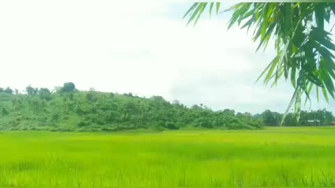 Beautiful Nature of Rural Green Land & Landscape