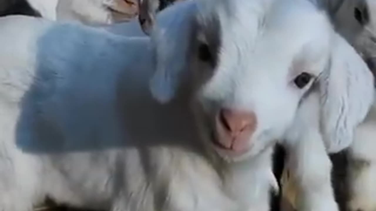 Goat cute babies