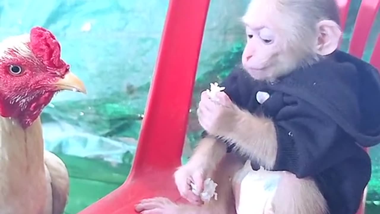 Monkey Funny