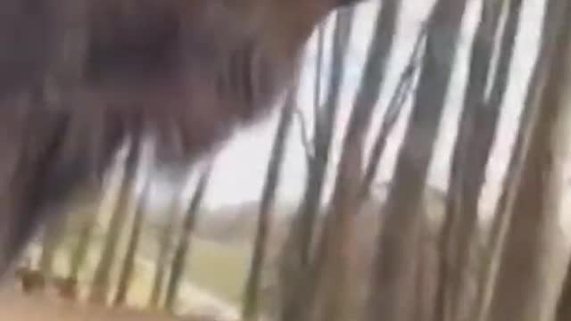 TRY NOT TO LAUGH Funny Animals #5