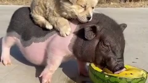 Cute moment of the animals