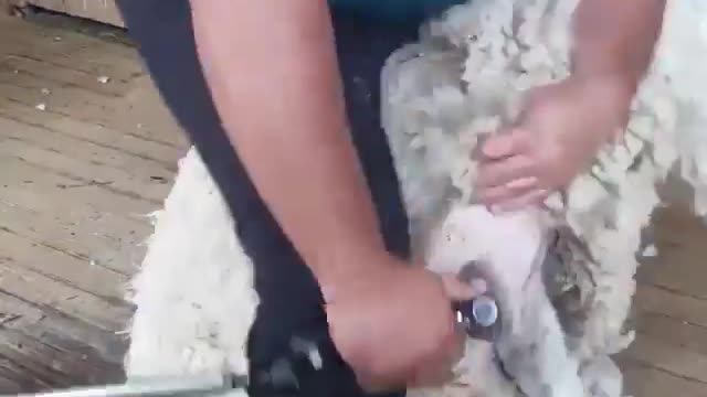 NEVER THOUGHT SHEEP SHEERING WAS THIS SATISFYING