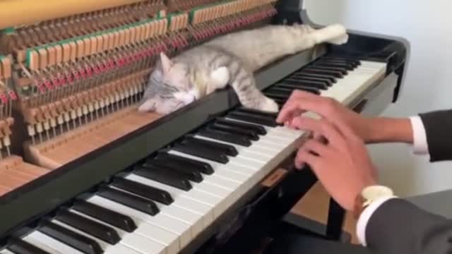 Fur Elise Piano Meowssage