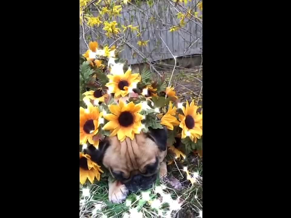 The strangest funny situations for funny little dogs 😁 _ Varieties of dogs