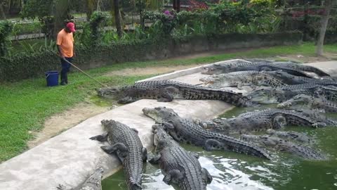 Crocodile Feeding at Langkawi Crocodile Farm