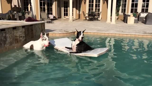 Great Danes in Swimming Pool at Casa Bella Estate