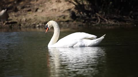 Geese in the water are beautiful