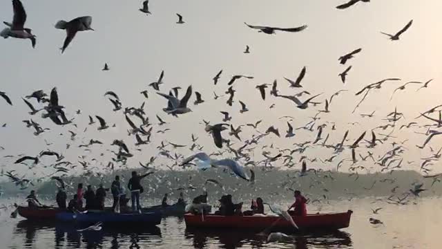 A flock of seagulls flying over the tourist boats