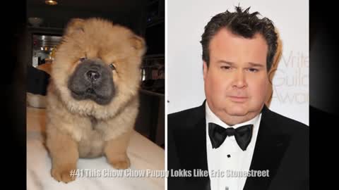 Animals That Exactly Look Like Celebrities And Famous People