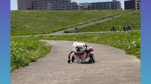 🐕Cute and Funny Dogs Videos Compilation_