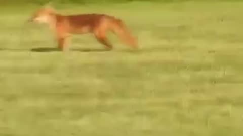 Dog gets punked by a fox, hilarious 😂