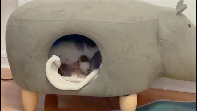 Happy cat mother with his baby in a special den