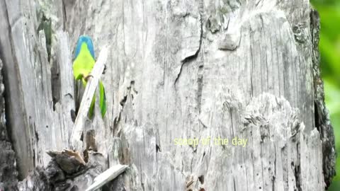 Vernal hanging parrot Species of parrots found