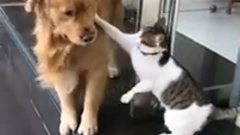 Fanny 🐈 cats and dog parrots new funniest animals video