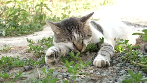 The cat is resting after a stressful day