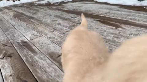 ADORABLE GOLDEN RETRIEVER PUPPY