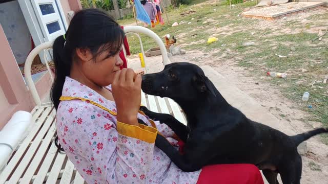 funny cat and dog