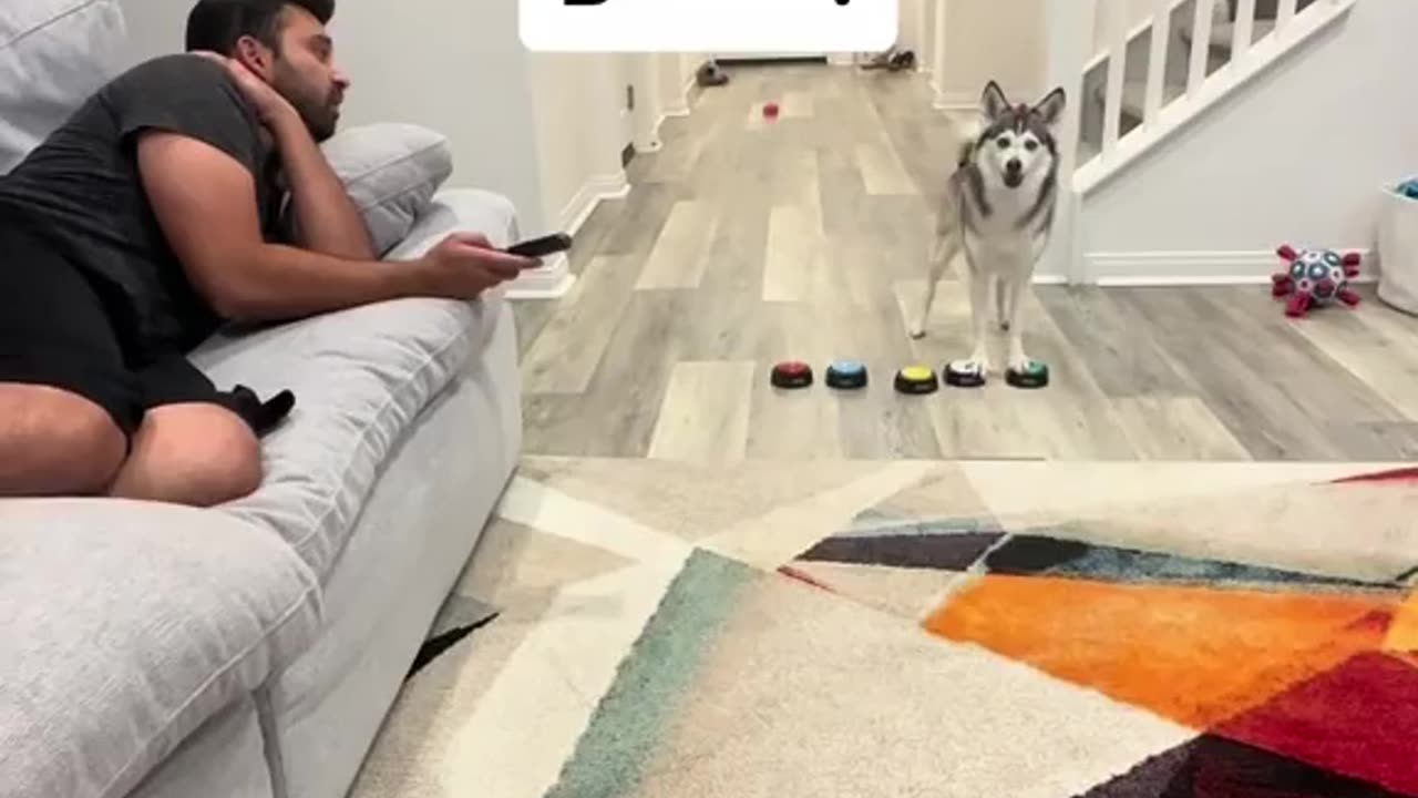 Husky Dog🤣