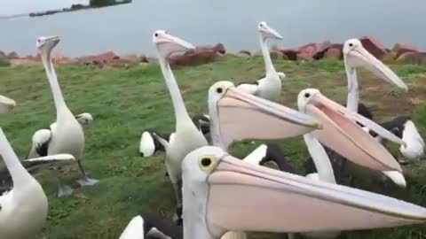 Pelican Frenzy