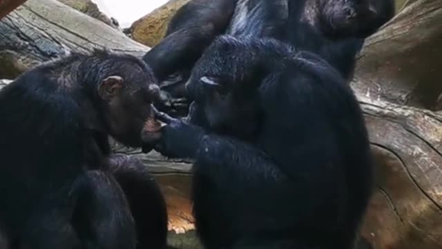 orangutans