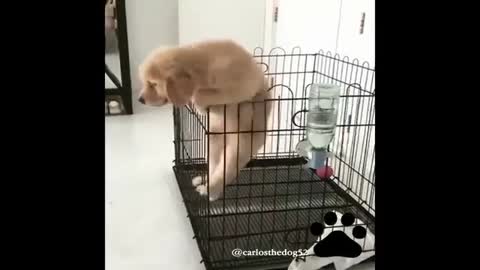 Dog Falls Out Of Her Cage and Dies 😂