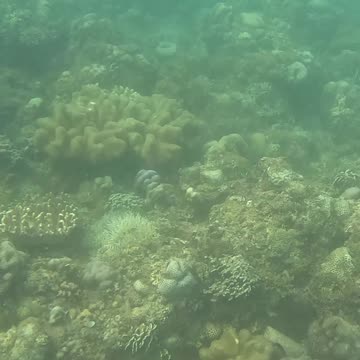 Snorkeling Through Renewal: Exploring a Healing Coral Reef