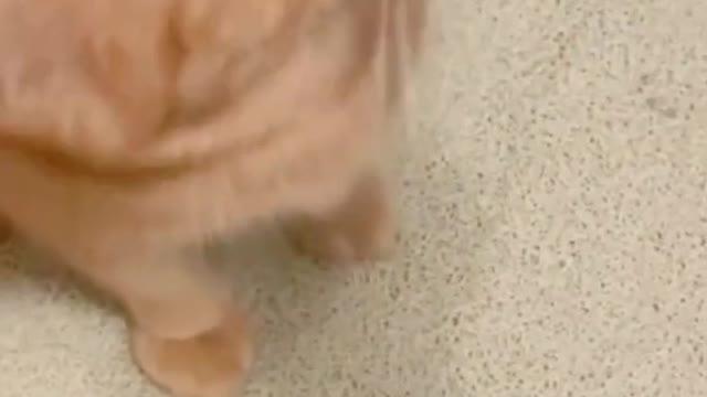 The cat cried so sad 🥺🥺#catlover #fypyou #funnycat #catsad #petlover #cats #funnyvideos #foryou