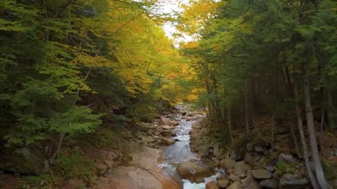 Enchanting Autumn Forests with Beautiful Piano Music