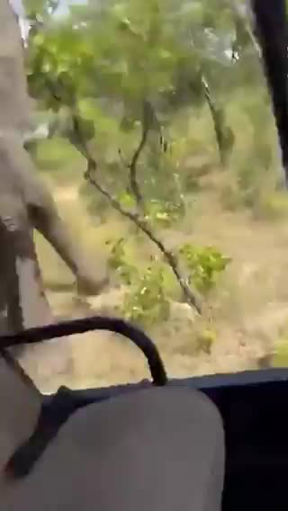 NEW: American killed after pack of elephants attacks a safari truck in Africa.