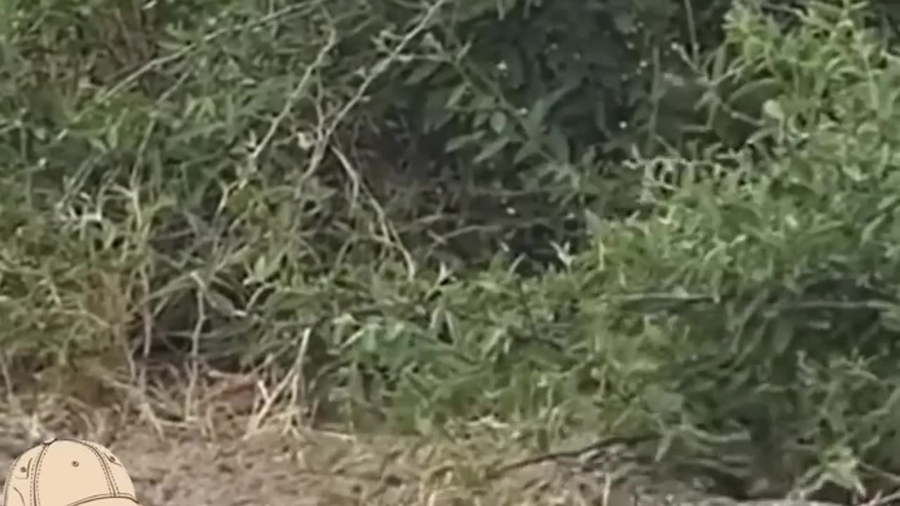 Python And Honey Bager