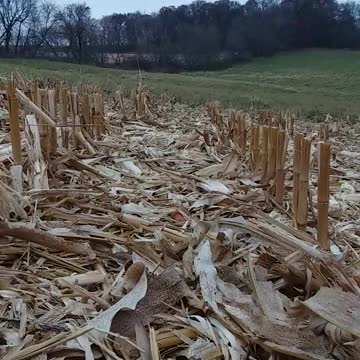 Psalm 13 Message Bible (are you struggling)