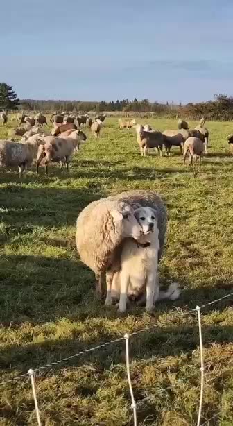 The bodyguard movie the prequel