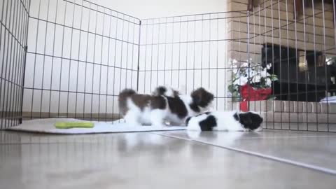 Puppies playing