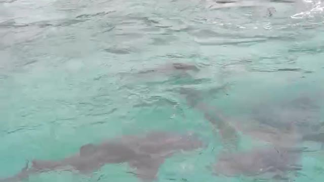 Sharks feeding on fish