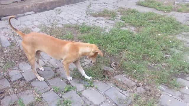 -mouse and dog fight