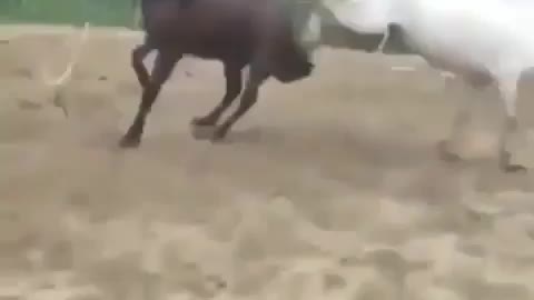 Horse fighting 😂😂😂😂