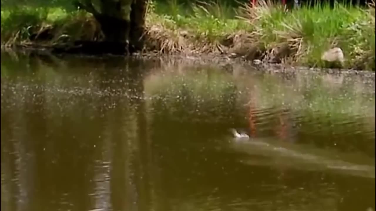 Stone Skipping World Record