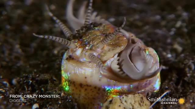 This Terrifying Worm Snatches Fish from the Ocean Floor_Cut